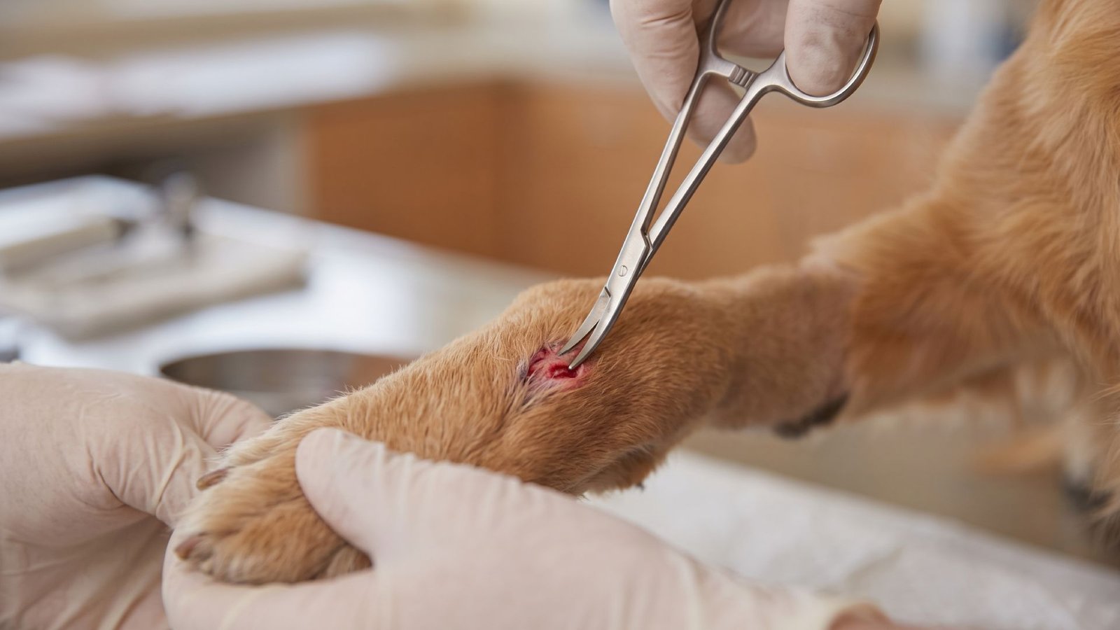Common Skin Allergies in Pets and How They’re Treated